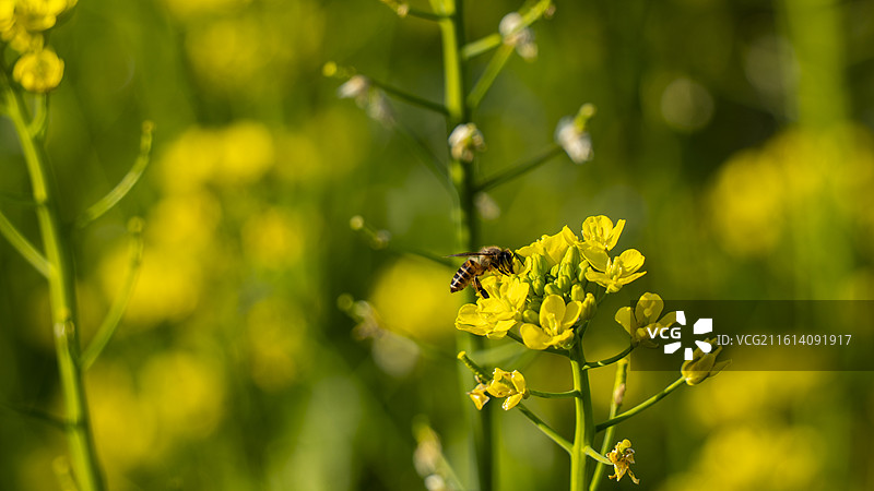 清远连州金黄油菜花田春景图片素材