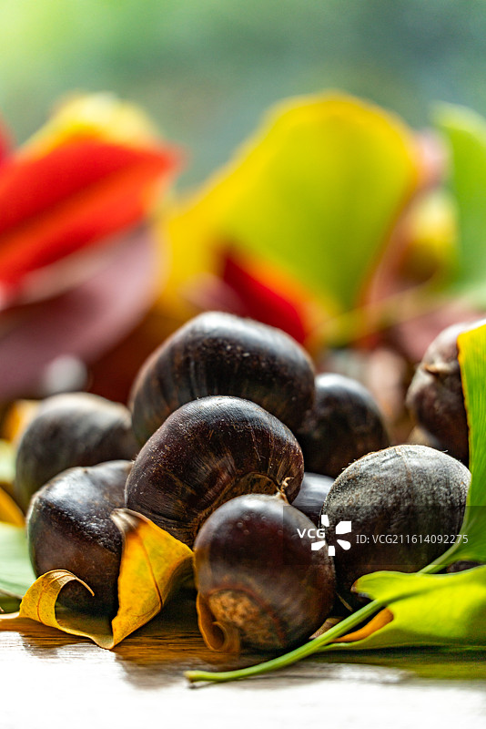 桌子上的银杏叶子背景和秋天成熟的板栗果实特写镜头图片素材
