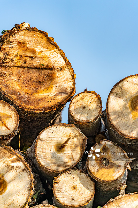 户外伐树新木头的特写镜头.切割木头上的年轮特写镜头图片素材