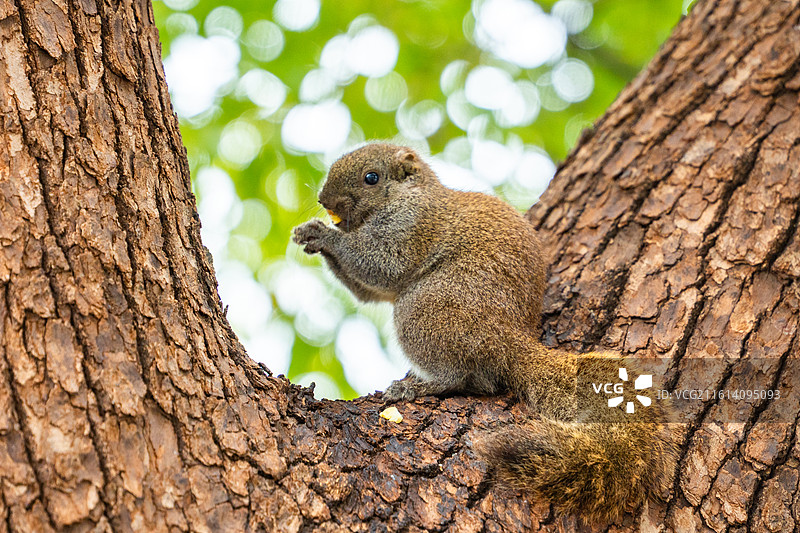 树上松鼠吃玉米的特写镜头图片素材