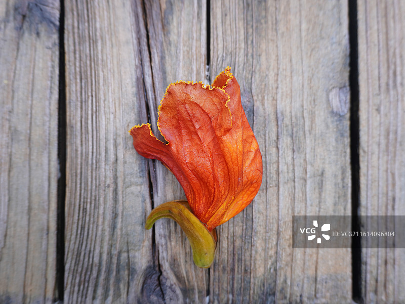 掉落的火焰木花图片素材