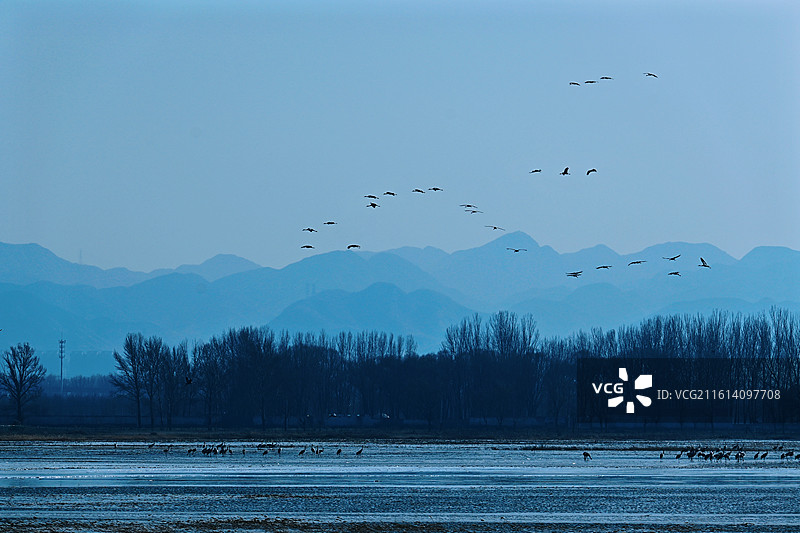 山山成川，野鸟成群 野鸭湖之冬图片素材