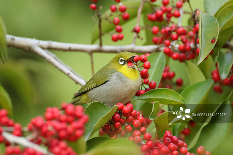 绣眼鸟吃红果图片素材