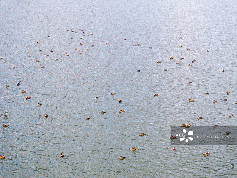 鸳鸯戏水群鸟图图片素材