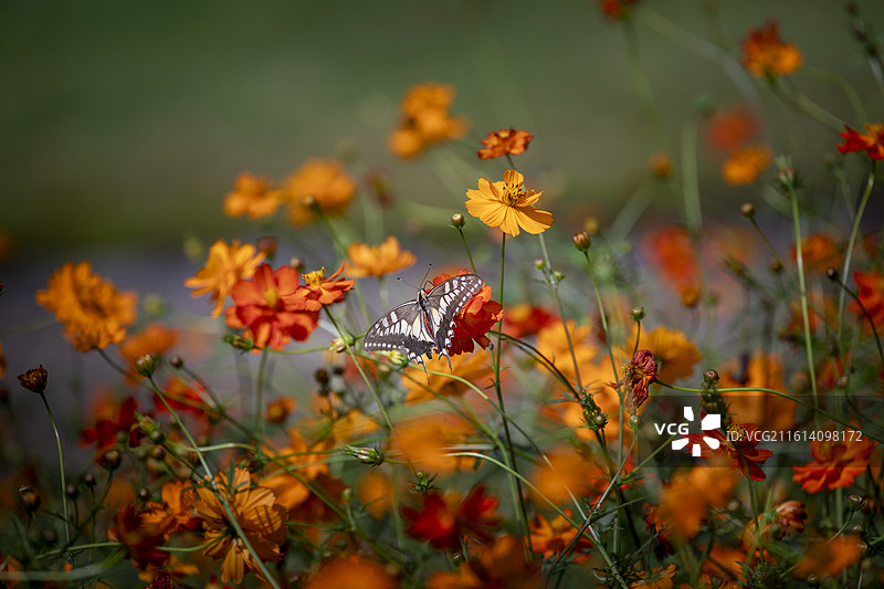 日本岐阜县高山市乘鞍岳的向日葵田图片素材