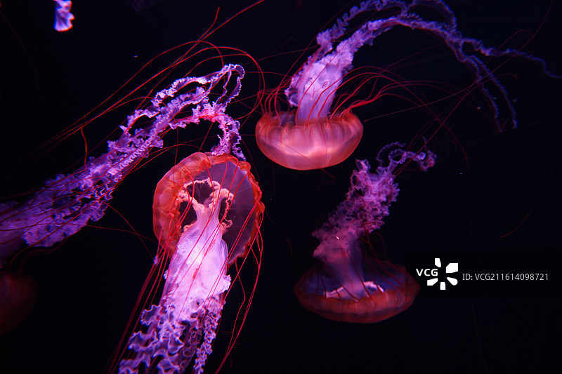 深圳小梅沙海洋馆海洋世界图片素材