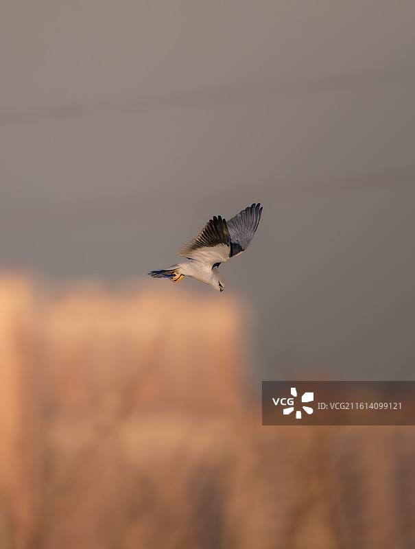 黑翅鸢俯冲图片素材