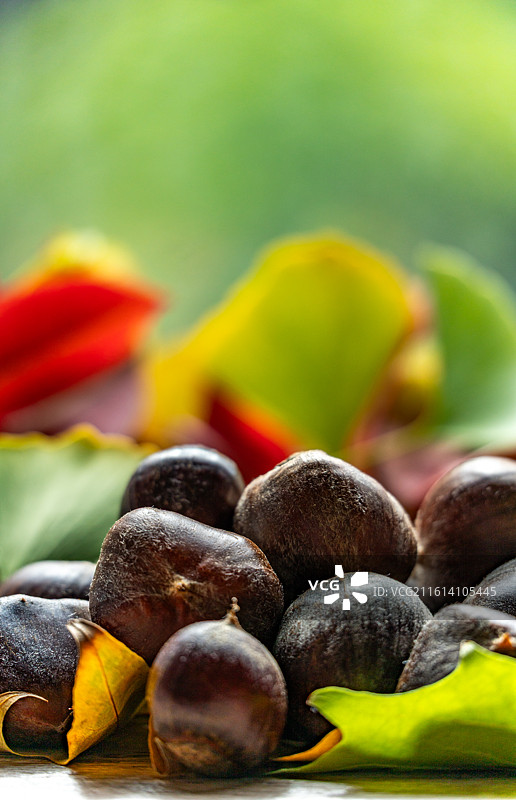 桌子上的银杏叶子背景和秋天成熟的板栗果实特写镜头图片素材