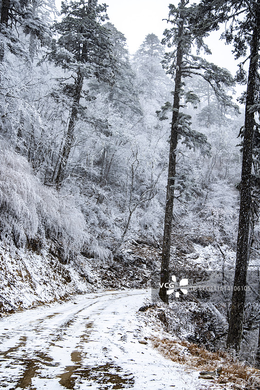 下雪的森林图片素材