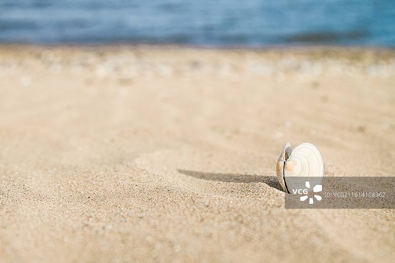 海边海滩沙滩上的一个贝壳图片素材