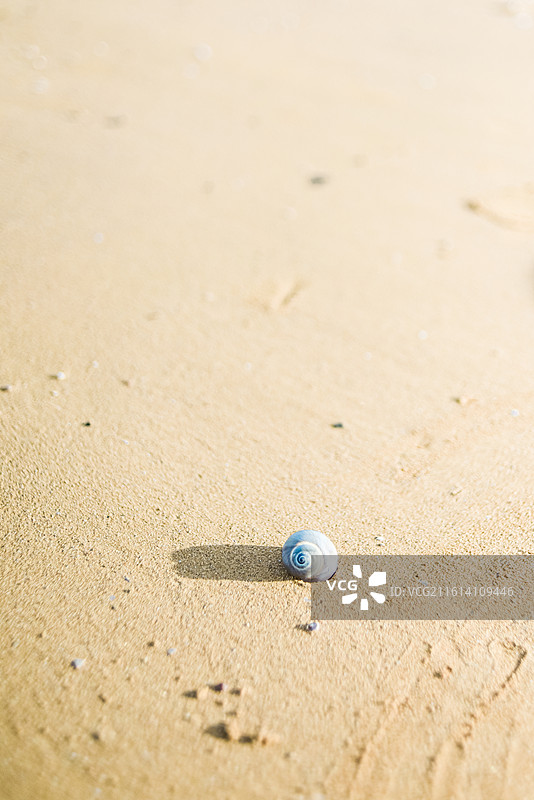 海边海滩沙滩上的一个贝壳图片素材