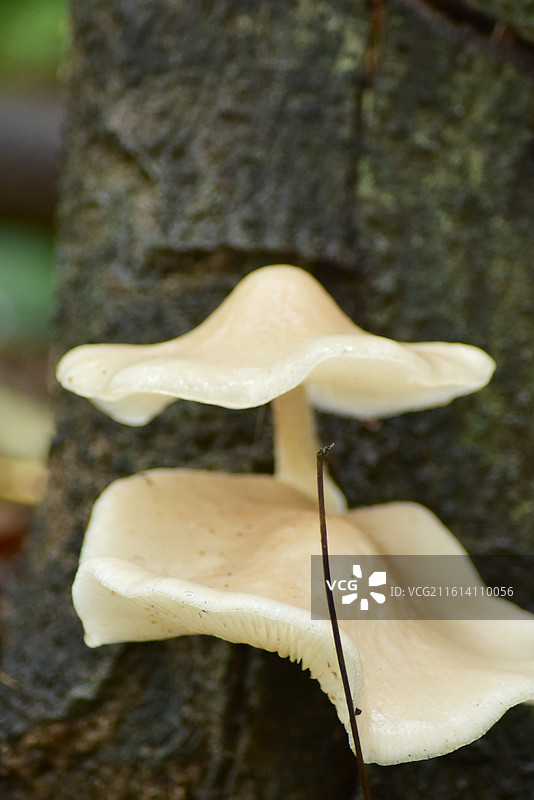 中国真菌-蘑菇属蘑菇图片素材