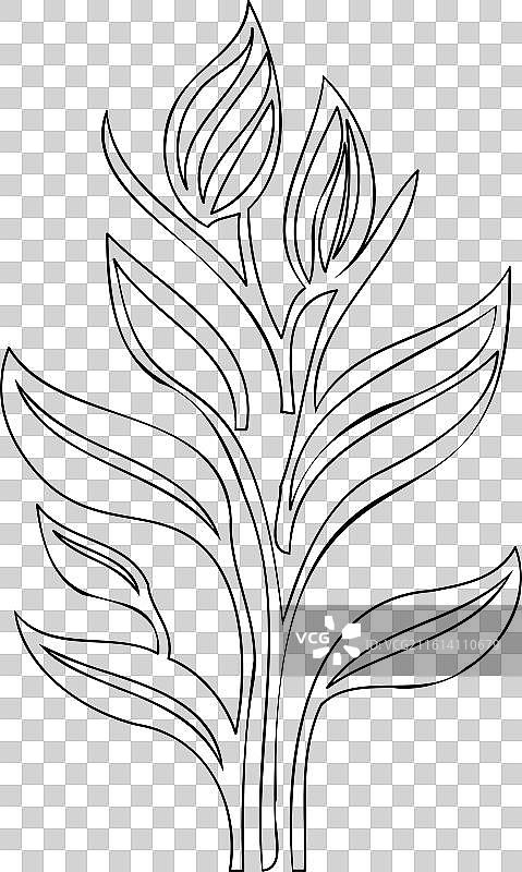 郁金香花卉植物草图轮廓图片素材