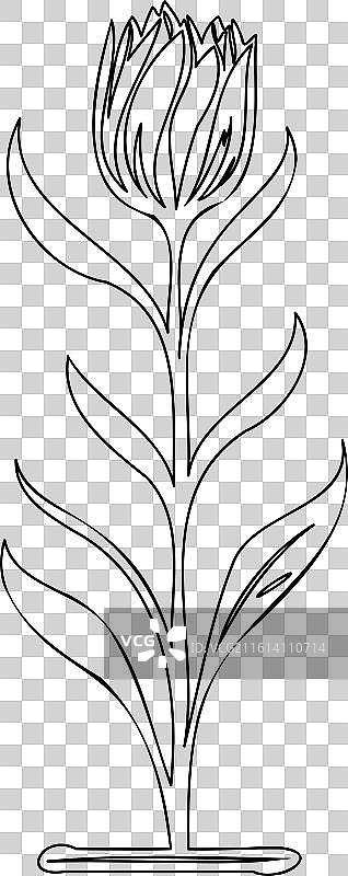 郁金香花植物草图轮廓图片素材