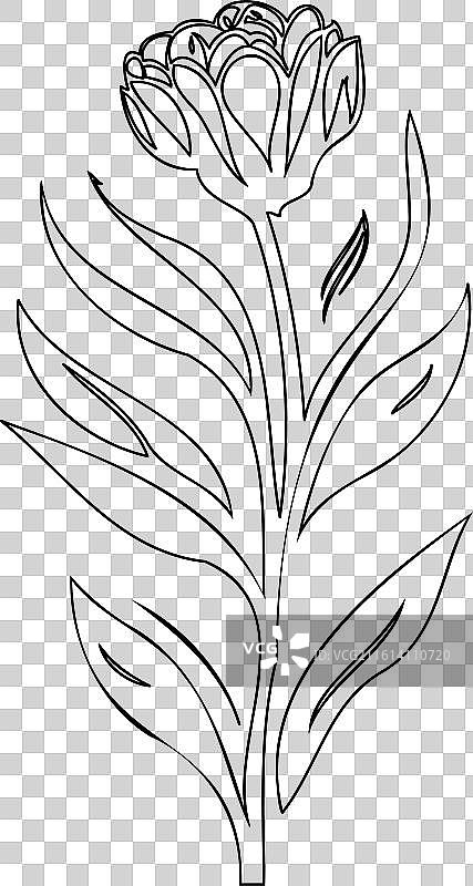 郁金香花卉植物素描轮廓图片素材