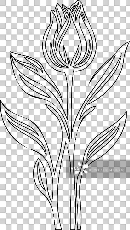郁金香花植物素描轮廓图片素材