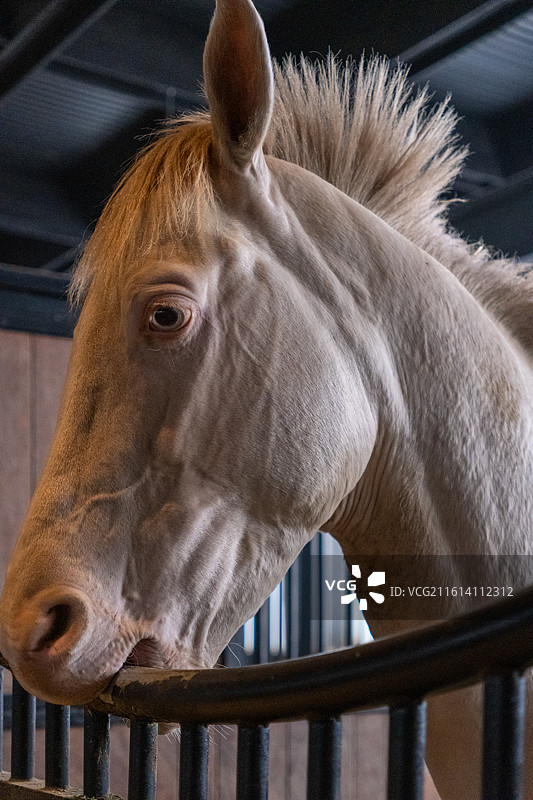 新疆乌鲁木齐汗血宝马基地马厩里的马的特写镜头图片素材