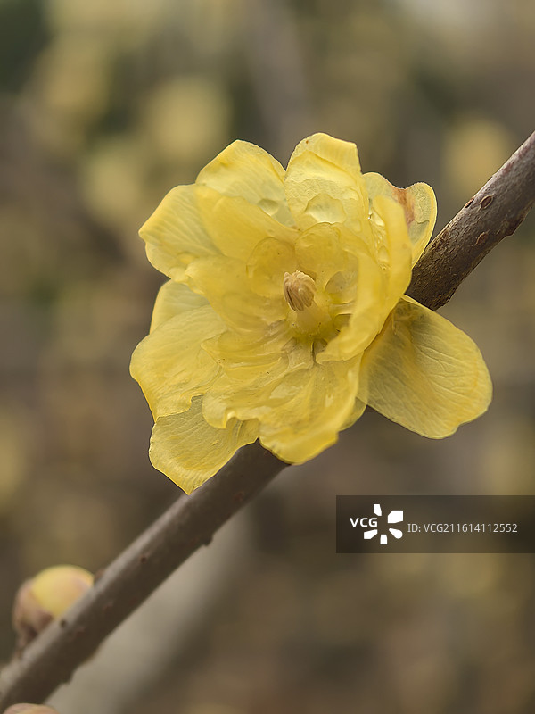 腊梅（12）图片素材