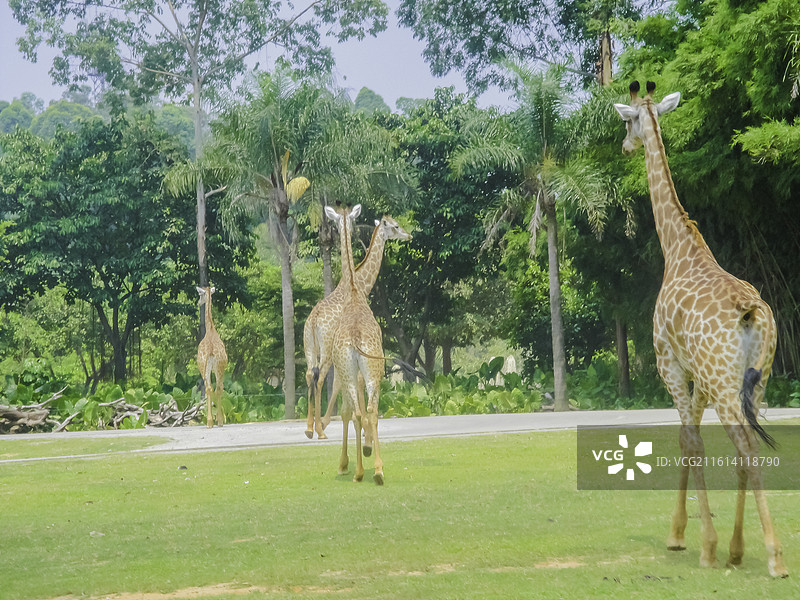 长颈鹿：“长着豹纹的骆驼”。它们是世界上现存最高的陆生动物图片素材