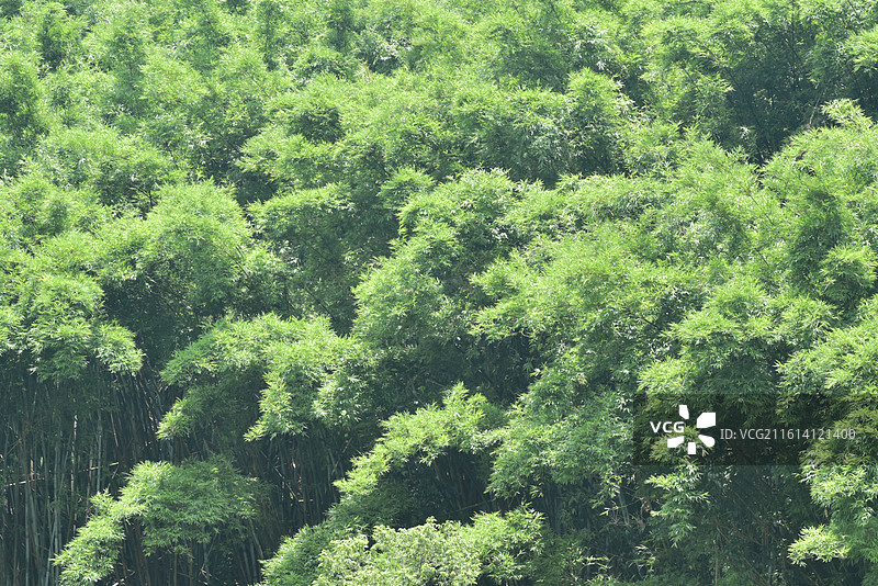 中国植物-Bambusa chungii 粉单竹图片素材