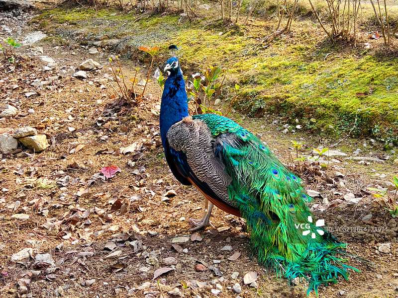 贵州都匀杉木湖景区孔雀图片素材