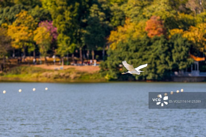 水面上飞翔的白鹭图片素材