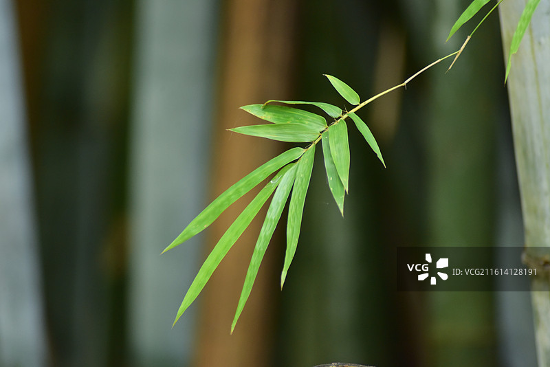 中国植物-Bambusa chungii 粉单竹图片素材