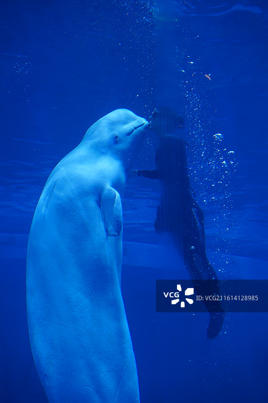 深圳小梅沙海洋馆海洋世界图片素材