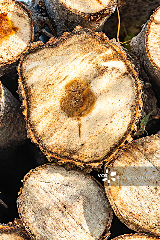 户外伐树新木头的特写镜头.切割木头上的年轮特写镜头图片素材