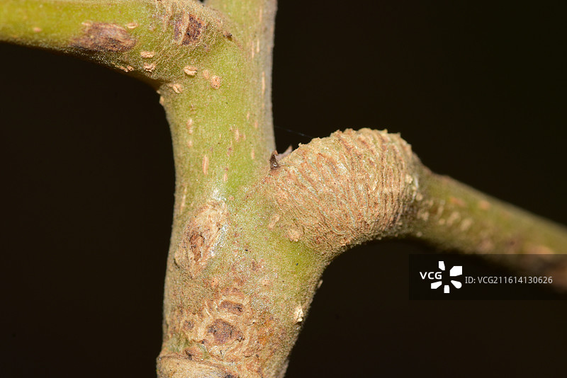 中国植物-橄榄Canarium album图片素材