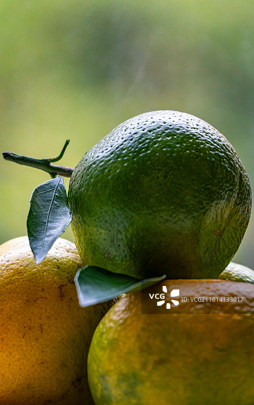 绿色虚化背景中桌上盘子里的橘子桔子水果特写镜头.黄岩蜜桔石门蜜橘哪个更好吃图片素材