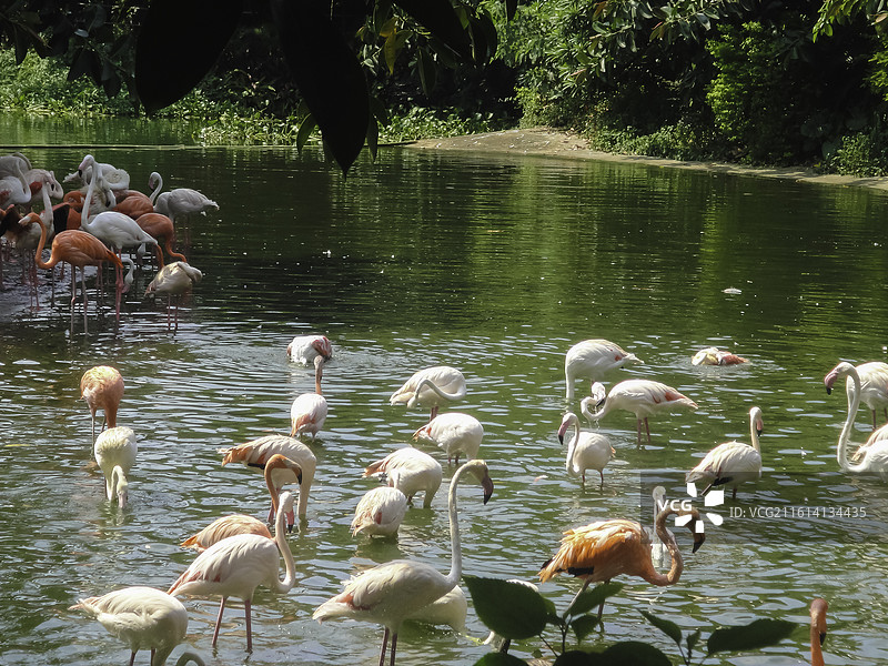 火烈鸟：亦称红鹳，红意为火焰或火， 《濒危物种红色名录》图片素材