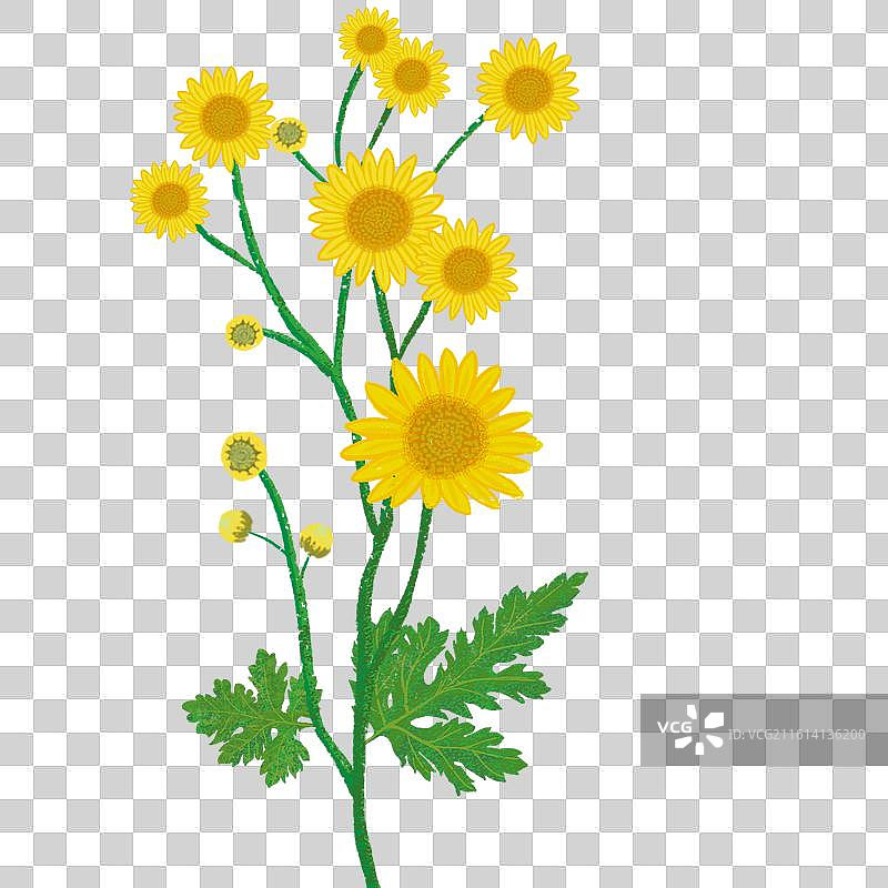 手绘中药材中草药稀有药材天然草药本草纲目-野菊花图片素材
