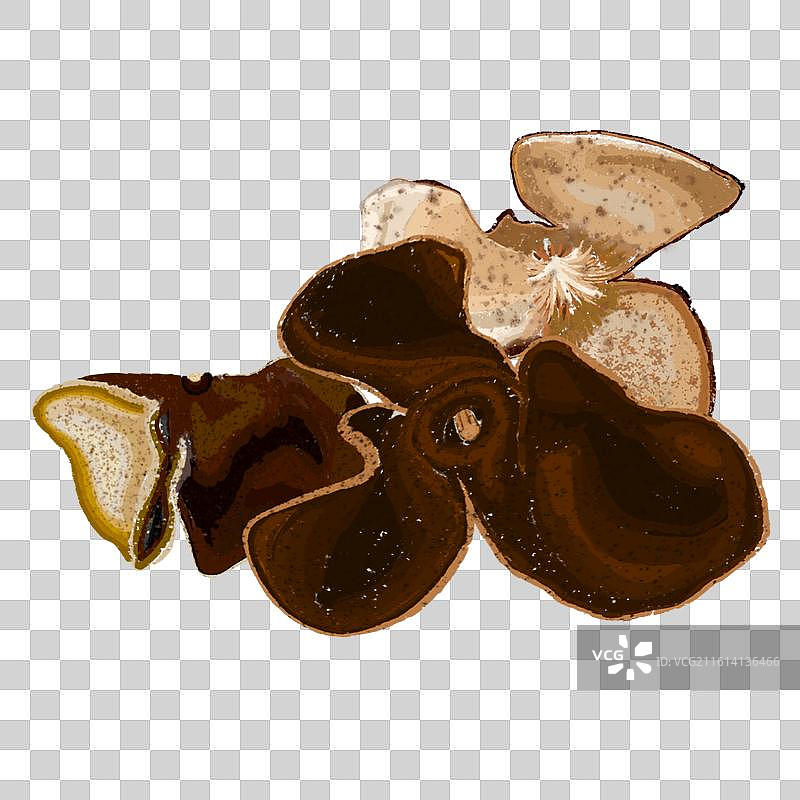 手绘中药材中草药稀有药材天然草药本草纲目-陈皮图片素材