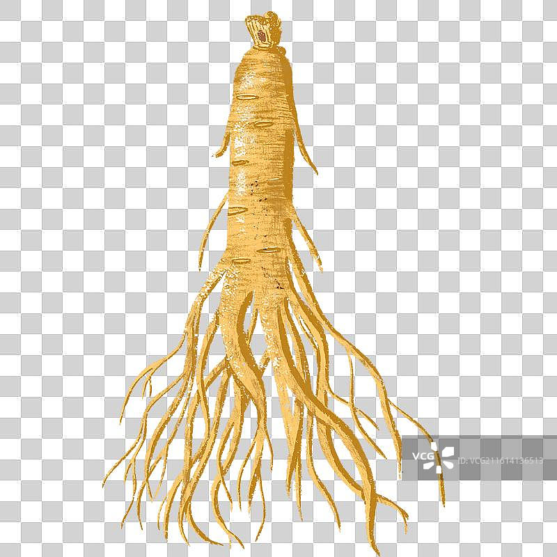 手绘中药材中草药稀有药材天然草药本草纲目-人参图片素材