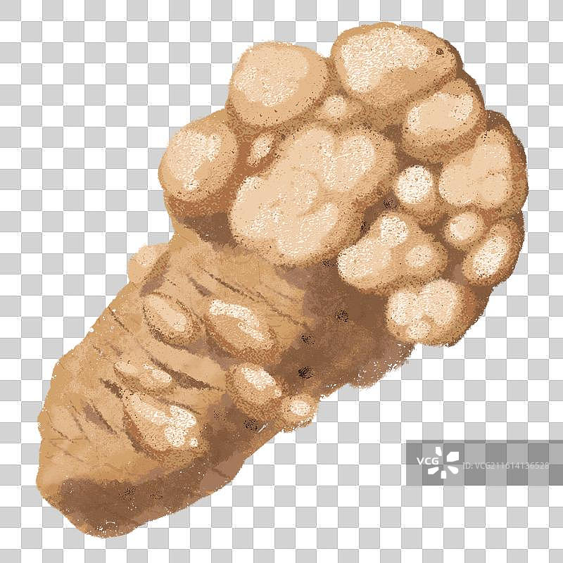 手绘中药材中草药稀有药材天然草药本草纲目-田七三七图片素材