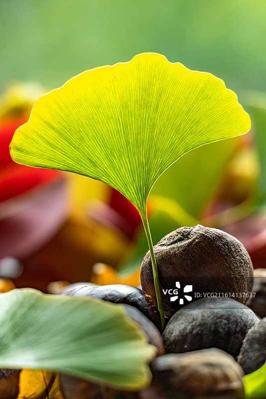 桌子上的银杏叶子背景和秋天成熟的板栗果实特写镜头图片素材