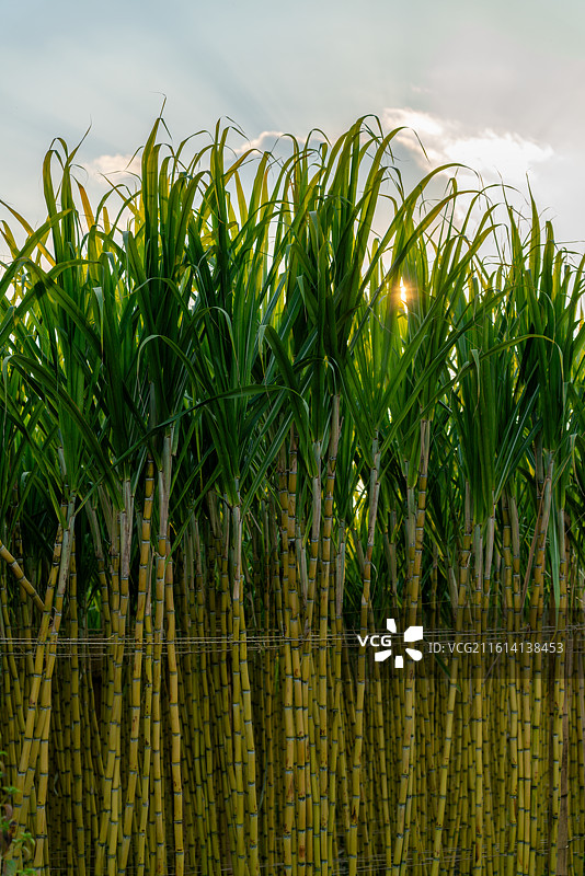 农田里成片的甘蔗家作物图片素材