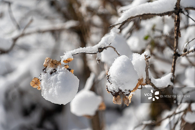 雪后的恩施大山顶宛如静谧的水墨画，洁白的雪毯覆盖高山草场和松林，营造出冬日宁静之美。图片素材