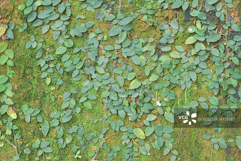 中国植物-Ficus pumila 薜荔图片素材