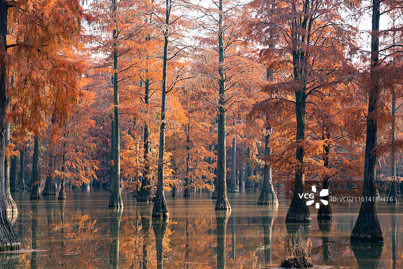 武汉市新洲区涨渡湖湿地自然保护区秋景 森林公园 风景旅游区 池杉图片素材