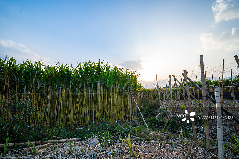 蓝天白云下的甘蔗田图片素材