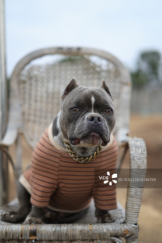 恶霸犬特写图片素材