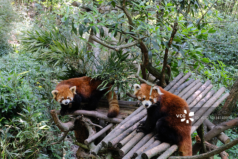 四川成都熊猫谷内小熊猫爬树乘凉图片素材