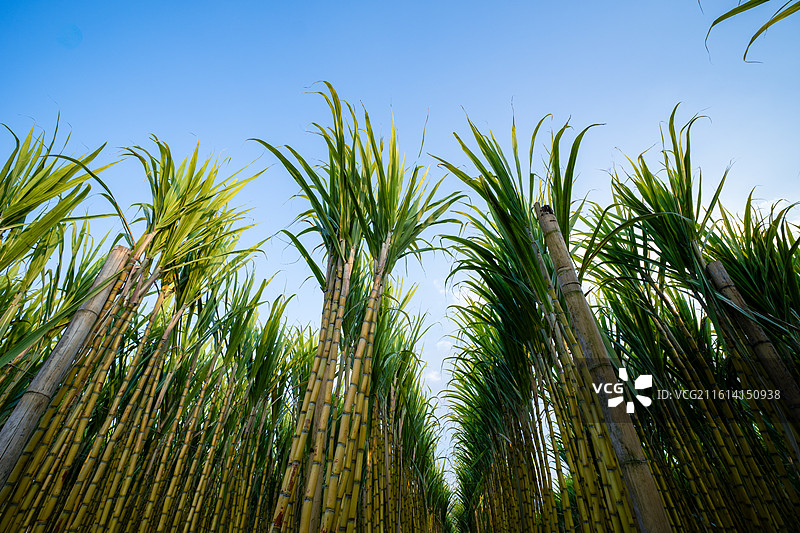 农田里成片的甘蔗家作物图片素材