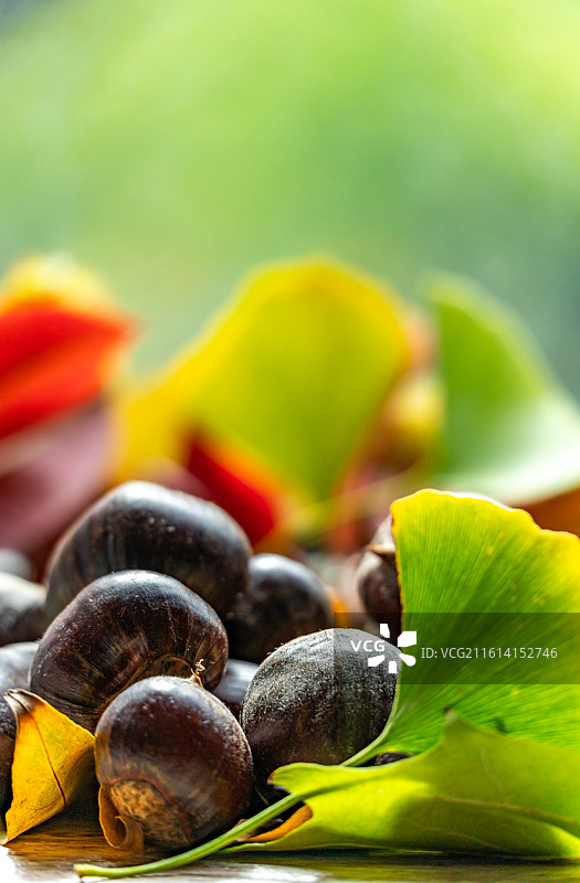 桌子上的银杏叶子背景和秋天成熟的板栗果实特写镜头图片素材