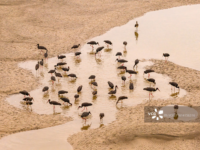 黑鹳 一级保护动物 武汉 白沙洲图片素材