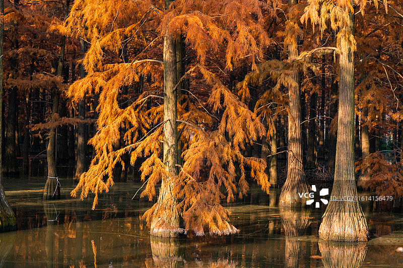 武汉市新洲区涨渡湖湿地自然保护区秋景 森林公园 风景旅游区 池杉图片素材