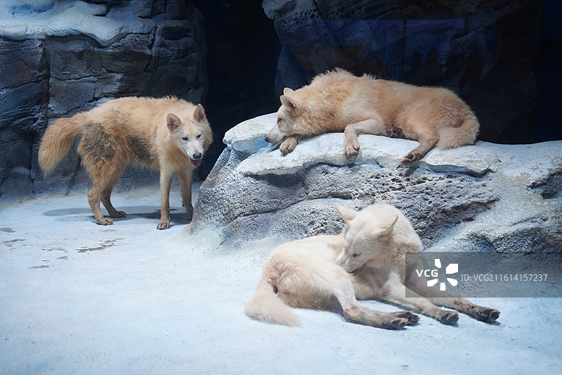 深圳小梅沙海洋馆海洋世界图片素材