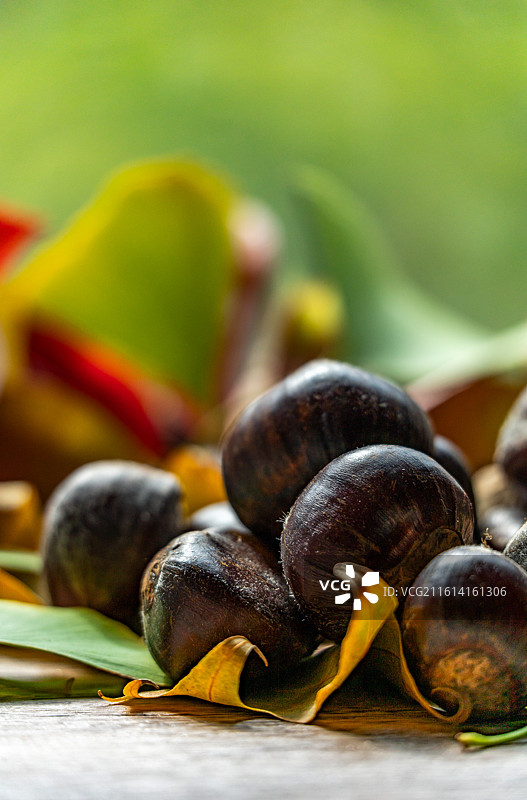桌子上的银杏叶子背景和秋天成熟的板栗果实特写镜头图片素材